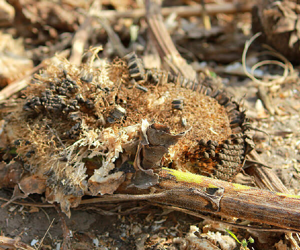 Tápanyagpótló megoldás - Mindössze 1.5 mázsa műtrágya árából!