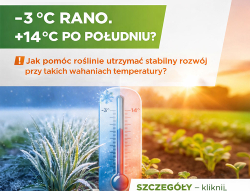 Rano mróz, po południu ciepło – stres dla rośliny, stres dla rolnika.